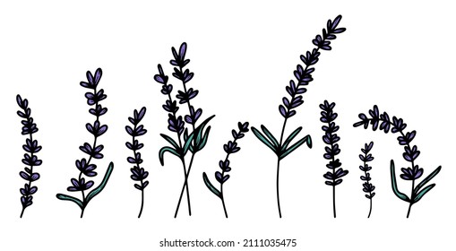 Set of hand-drawn lavender flowers with leaves, medical herbs. To create a banner, poster, postcards, logo, patterns. Vintage vector illustration, French Provence concept, botanical trend.