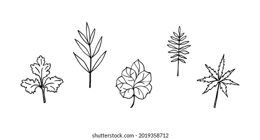 Set of hand-drawn leaves. Vector illustration, isolated graphic elements for your design. 