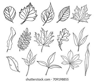 Set of hand-drawn leaves. Vector illustration.
