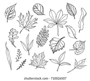 Set of hand-drawn leaves. Vector illustration.
