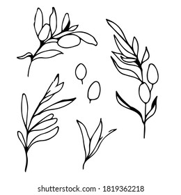 Set of hand-drawn line art olive branches, leaves and berries. Fashionable modern minimalistic outline illustration. Vector illustration isolated on white. For print, posters, postcards, book picture