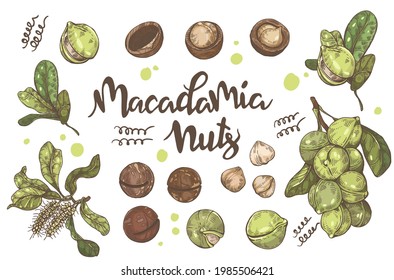 Set von handgezeichneten Macadamia-Nüssen Elemente. Detaillierte Skizze, Vektorgrafik.