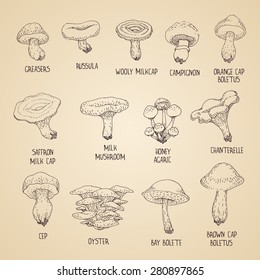 Set of hand-drawn mushrooms: greasers, russula, wooly milkcap, champignon, orange cap boletus, saffron milk cap, milk mushroom, honey agaric, chanterelle, cep, oyster, bay bolete, brown cap boletus.