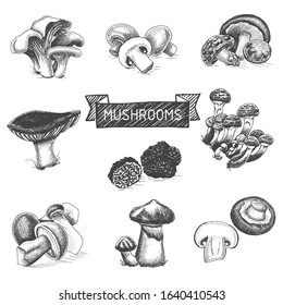 Set of hand-drawn mushrooms. Illustration for packaging, banner, mushrooms logo.
