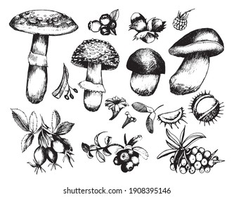 Set of hand-drawn mushrooms and plants | Forest illustration| High Quality Clip Art | White Background 