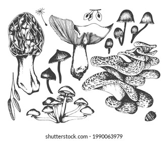 A set of hand-drawn mushrooms, a sketch on a white background. Pattern. Vector graphics.