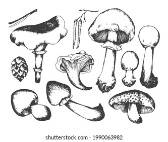 A set of hand-drawn mushrooms, a sketch on a white background. Pattern. Vector graphics.