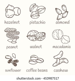 Set of hand-drawn nuts isolated.  Organic farm illustration. Healthy lifestyle vector design elements. Nut icons.