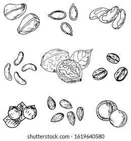 Set of hand-drawn nuts and seeds. Vector cartoon illustrations. Isolated objects on a white background. 