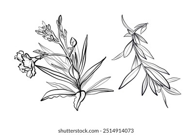 a set of hand-drawn oleander flowers vector illustration
