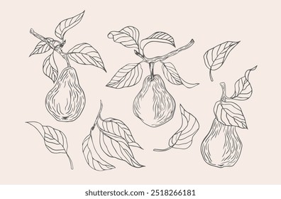 Conjunto de peras desenhadas à mão e folhas em estilo de gravação. Tinta vintage mão desenhada contorno pera