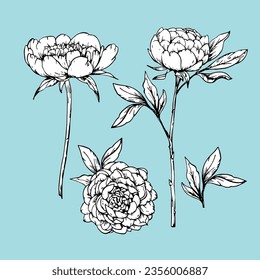 Set of hand-drawn Peonies, vector
