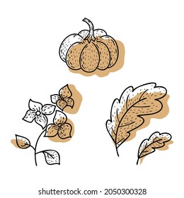 Un conjunto de elementos de planta hechos a mano. Calabaza, hojas, flores de horangea. Para el diseño de postales, banners, papel envolvente, tela, textiles.