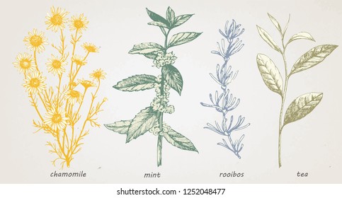 Conjunto de plantas extraídas a mano. Bebidas de hierbas. Vector