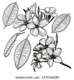 Set of hand-drawn Plumeria flowers and leaves. Frangipani floral set isolated on a white background. Black outline drawn by hand with a pen and converted to vector. Botanical design in vintage style.