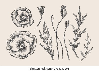 Set of hand-drawn poppies. Buds branches and leaves of garden flowers vector illustration. Botanical retro image for floral background. Design element for greeting card, poster, cover, invitation.