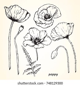 Set of hand-drawn Poppies, vector
