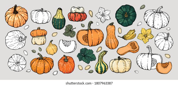Un conjunto de bocetos de calabaza hechos a mano.  Vector, contorno negro, fondo blanco, aislado.