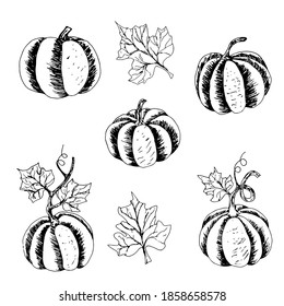 Set of hand-drawn pumpkins for creating a design for the autumn holiday. Vector hand draw  Illustration EPS10