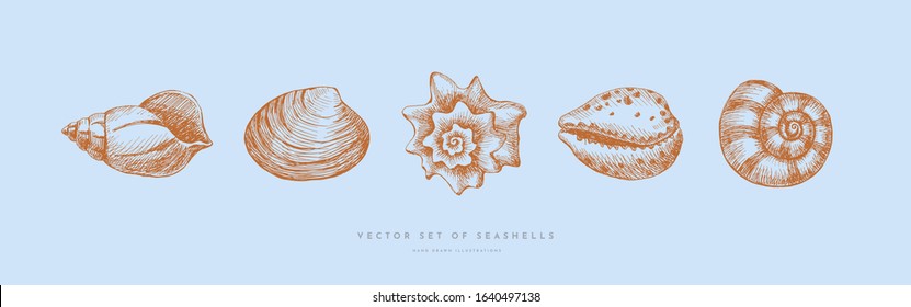 Set of hand-drawn realistic seashells. Shells of mollusks of various shapes: coils, spirals, mussels on a blue background. Oceans nature in vintage style. Vector illustration of engraved lines.