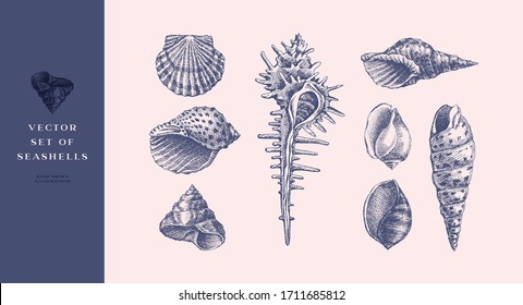 Conjunto de conchas marinas realistas hechas a mano. Estantes de moluscos de diversas formas: bobinas, espirales, cono, vieiras. La naturaleza oceánica en estilo vintage. Ilustración vectorial de líneas grabadas.