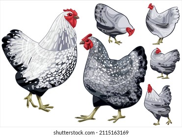 Set of hand-drawn rooster and a chicken The breed of Silver Laced Wyandotte