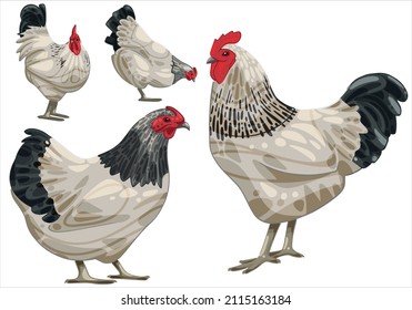 Set of hand-drawn rooster and a chicken The breed of Light Sussex