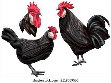 Set of hand-drawn rooster and a chicken The breed of black minorca