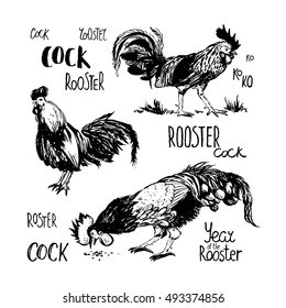 Set of hand-drawn roosters in different poses. Sketch style. Vector illustration with black and white roosters. Brush drawings.