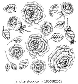 
Set of hand-drawn rose leaves and flowers. Vintage style.