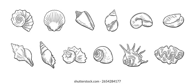 Set of hand-drawn seashell line art elements in black color. Coastal various marine shell doodles in vintage sketch style.