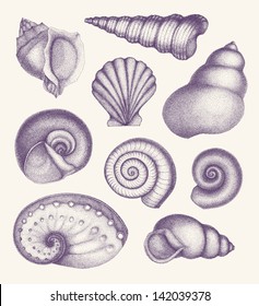 Set of hand-drawn seashells.