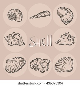 Set of hand-drawn seashells on beige background.