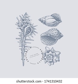 Set of hand-drawn shells vector illustration. Empty seashells of the different form: coils, spirals on a light background. Ancient molluscan engraved line. Fauna of the sea and ocean in retro style.