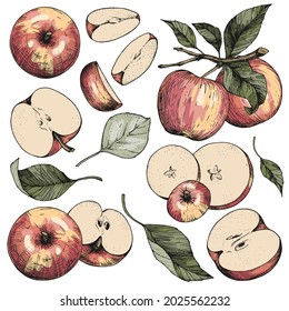 A set of hand-drawn sketches with apples and leaves. Vector color illustrations with whole and cut fruits. Vintage style engraving. Collection of isolated objects on a white background