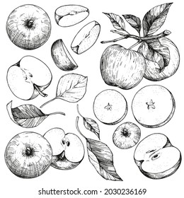 A set hand  drawn sketches and apples   leaves  Vector illustrations and whole   cut fruits  Vintage style engraving  Collection isolated objects white background