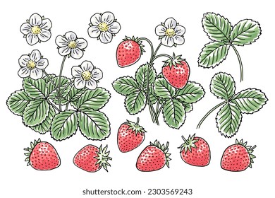 Set of hand-drawn strawberry vines, berries, flowers, and leaves