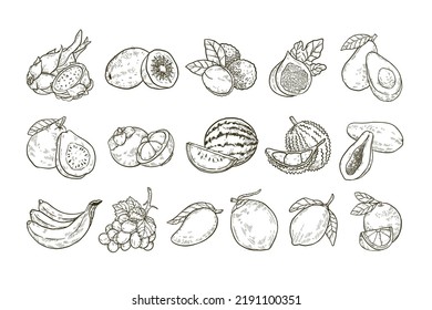 Set of Handdrawn Tropical Fruit Illustration