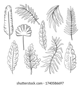 Set of hand-drawn tropical leaves. Hand-drawn palm leaves set. Botanical illustration.