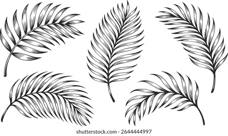 Set of Hand-Drawn Tropical Palm Leaves in Vintage Botanical Style Isolated on White Background.
