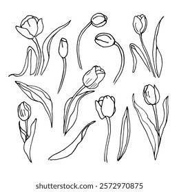 A set of hand-drawn tulips, contour drawing. Design elements for Easter holiday cards, Women's Day, wedding invitations. A spring set of flowers.