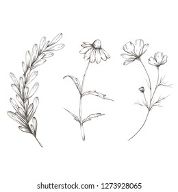 Set of hand-drawn vector flowers in vintage style.
