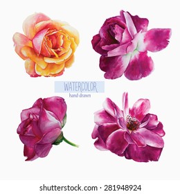 Set of hand-drawn vector watercolor roses. Isolated flowers on a white background