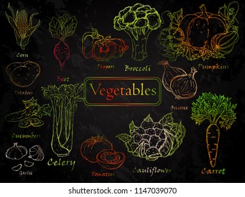 Set of hand-drawn vegetables. Carrots, potatoes, broccoli, beets, corn, garlic, onions, pumpkin, tomatoes, cucumber, pepper, cauliflower, celery.