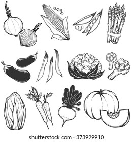 Set of hand-drawn vegetables for your design.
