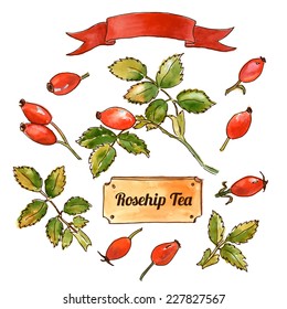 Set of hand-drawn watercolor illustrations of dog rose for your design / Vector illustration