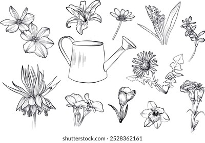 Un conjunto de regaderas y flores dibujadas a mano clematis, urogallo imperial, lirio, prímula, azafrán, Vector de lirio