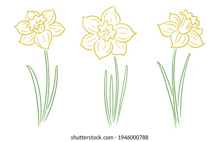 Set of hand-drawn yellow daffodil flowers with stems and leaves