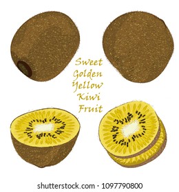 Set of hand-drawn yellow kiwi fruit, single, peeled and sliced fruits. realistic drawing, isolated on white background. Vector illustration