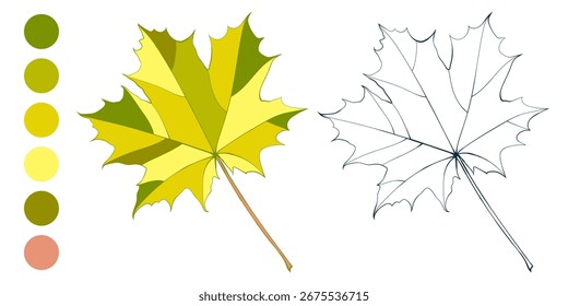 Conjunto de hojas de otoño de arce de color amarillo-verde de otoño dibujado a mano y paleta de colores aislados sobre fondo blanco. Ilustración vectorial de estilos planos y de línea.